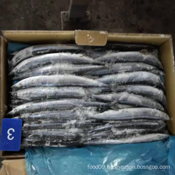 Frozen Whole Round Pacific Saury Cololabis Saira